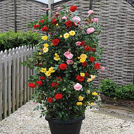 Rose 3-in-1 Collection (Climbing Rose)